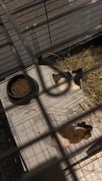 Meisjes cavia’s, Dieren en Toebehoren, Cavia, Vrouwelijk, November, Tam