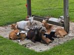 Te koop 5xgeiten (2 sikken en 3 bokjes), Dieren en Toebehoren, Schapen, Geiten en Varkens, Meerdere dieren, Geit