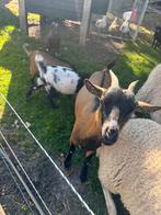 Geitjes met jong, Dieren en Toebehoren, Schapen, Geiten en Varkens, Vrouwelijk, Geit