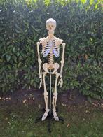 Anatomisch skelet., Eén persoon