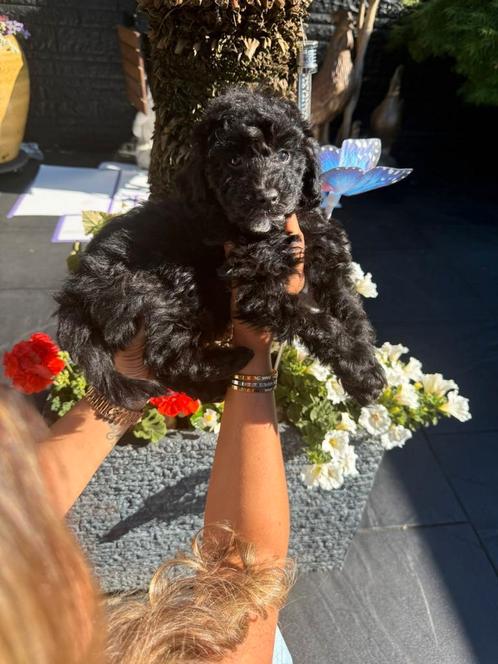 Toy poedel pup prachtige reu, Dieren en Toebehoren, Honden | Chihuahua's en Gezelschapshonden, Reu, Poedel, Particulier, Eén hond