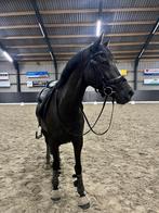 Mooie zwarte Merrie (Le formidable x High sky's Reine B), Merrie, B, Dressuurpaard, Gechipt