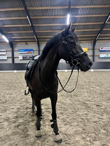 Mooie zwarte Merrie (Le formidable x High sky's Reine B)  beschikbaar voor biedingen