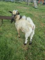 Lieve Dwerggeitbokje, Dieren en Toebehoren, Schapen, Geiten en Varkens, Mannelijk, Geit