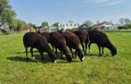 6 zwart-bles fokschapen, Dieren en Toebehoren, Vrouwelijk, Schaap