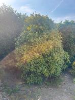 rhododendron te koop, Ophalen, Rhododendron