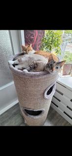 Kattenoppas