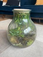 Ecosysteem terrarium, Huis en Inrichting, Kamerplanten, Ophalen, Overige soorten, Minder dan 100 cm