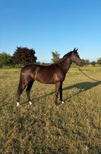 3 jarige merrie en 4 jarige ruin, Dieren en Toebehoren, Paarden, Gechipt, Dressuurpaard, 3 tot 6 jaar, 160 tot 165 cm