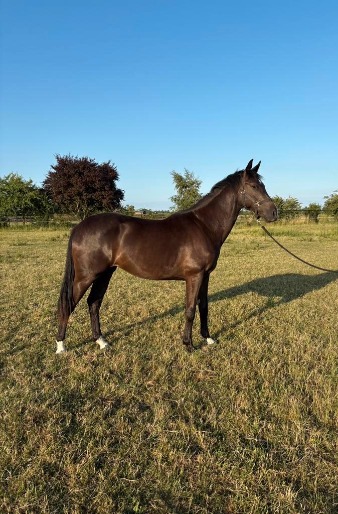 3 jarige merrie en 4 jarige ruin, Dieren en Toebehoren, Paarden, Meerdere dieren, Onbeleerd, 160 tot 165 cm, 3 tot 6 jaar, Dressuurpaard