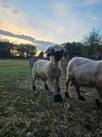 Lieve Walliser Schwarznase ram, Dieren en Toebehoren, Schapen, Geiten en Varkens, Mannelijk, Schaap