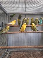 Koppels Engelse grasparkieten., Dieren en Toebehoren, Vogels | Parkieten en Papegaaien, Meerdere dieren, Parkiet