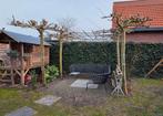 4x dakmoerbij hoogte 260cm, Ophalen, Lente, Overige soorten, Volle zon