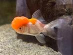 Oranda leeuwenkop sluierstaart (grote wen), Dieren en Toebehoren, Vissen | Aquariumvissen, Vis
