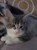 Noorse boskat x main coon nog 1 katertje ik mag gelijk mee., Dieren en Toebehoren, Katten en Kittens | Raskatten | Langhaar, Meerdere dieren