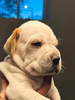 Engelse pointer pups te koop, Dieren en Toebehoren, Honden | Setters en Staande honden, Rabiës (hondsdolheid), 8 tot 15 weken