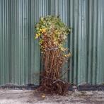 Rosa rugosa rubiginosa canina glauca Bottelroos hondsroos, Ophalen, Overige soorten, Struik, Minder dan 100 cm