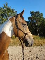 Uniek!! Ruin bont valk 3 jaar zeer talentvol sport paard!, Dieren en Toebehoren, Paarden, Ruin, 160 tot 165 cm, Gechipt, 3 tot 6 jaar