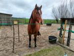 Verzorger (R+) / hulp gezocht, verzorgpaard aangeboden ♥️, Dieren en Toebehoren, Paarden en Pony's | Overige Paardenspullen, Ophalen