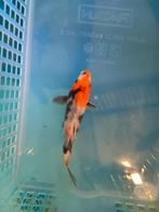 Te koop prachtige Japanse koi mix kweker Suda, Dieren en Toebehoren, Vissen | Vijvervissen, Karper of Koi