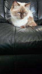 Twee super lieve ragdoll,s, Dieren en Toebehoren, Katten en Kittens | Raskatten | Langhaar, Meerdere dieren, Gechipt, 0 tot 2 jaar