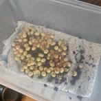 Afrikaanse reuzenslakken baby's, Dieren en Toebehoren, Meerdere dieren