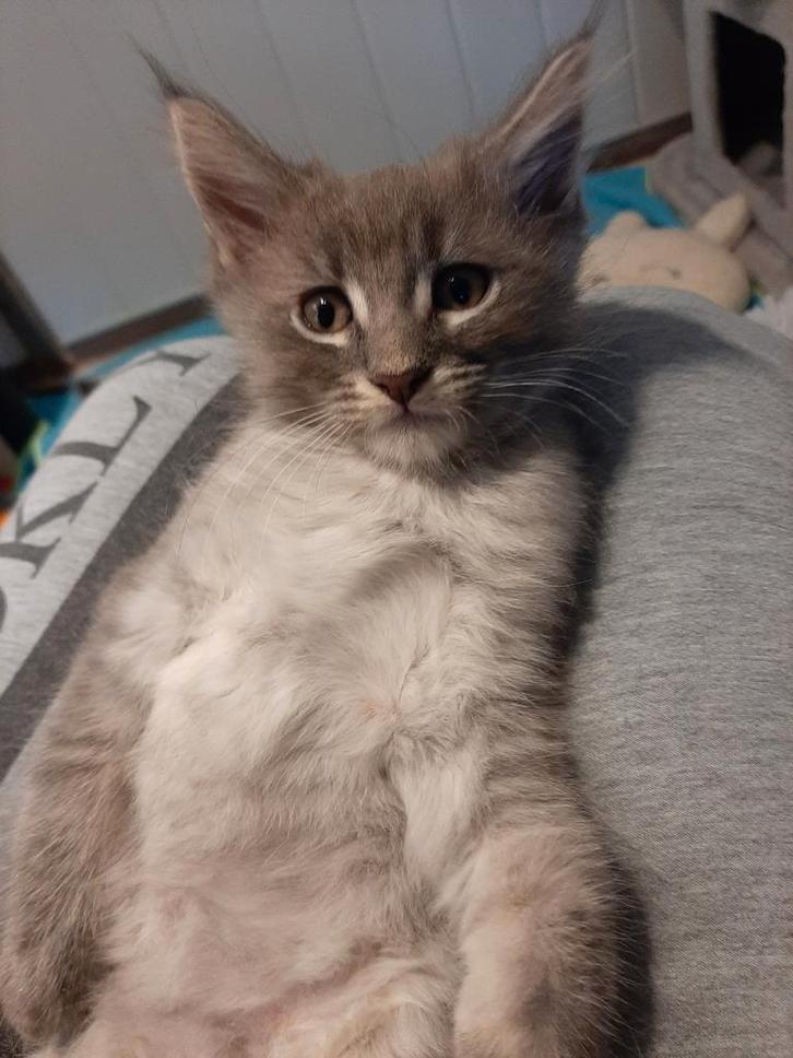 Noorse boskat x main coon kittens geboren op 22-8-2025, Dieren en Toebehoren, Katten en Kittens | Raskatten | Langhaar, Meerdere dieren