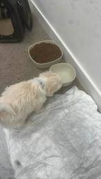 Maltese 2 maanden oud, Dieren en Toebehoren, Maltezer, Reu, 8 tot 15 weken, Eén hond