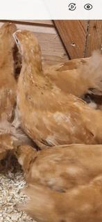 Prachtige New Hampshire groot jonge kuiken hennetjes, Dieren en Toebehoren, Pluimvee, Vrouwelijk, Kip