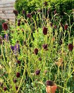 Sanquisorba Pimpernel Tanna zaden, Ophalen of Verzenden, Volle zon