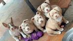 American bully pups, Dieren en Toebehoren, Overige rassen, CDV (hondenziekte), 8 tot 15 weken, Meerdere
