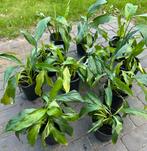 Lepelplant / kamerplanten, Ophalen, Overige soorten, Halfschaduw, Minder dan 100 cm