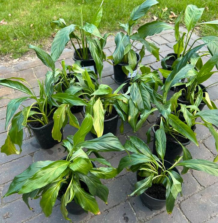 Lepelplant / kamerplanten, Huis en Inrichting, Kamerplanten, Overige soorten, Minder dan 100 cm, Bloeiende kamerplant, Halfschaduw