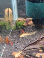 Ancistrus albino longfin. Momenteel tussen de 4 a 5cm groot, Dieren en Toebehoren, Vis, Zoetwatervis