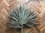 Gedroogd Palmblad Waaier XL - Natuurlijke Decoratie, Ophalen, Nieuw