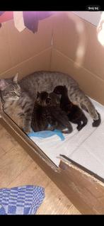 Kittens  de donker grijze jongen is er nog, Dieren en Toebehoren, Katten en Kittens | Raskatten | Korthaar, Meerdere dieren, Ontwormd