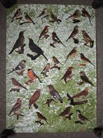 Poster Europese cultuur vogels, Ophalen, 50 tot 75 cm, Foto of Poster, 50 tot 75 cm