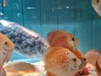 Pigeon Red Checkerboard Discus, Vis, Zoetwatervis