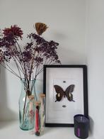 Papilio garamas met rookkwarts [Opgezette vlinder], Antiek en Kunst, Ophalen of Verzenden
