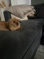 Super schattige leeuwenkop konijntjes, Meerdere dieren, Dwerg