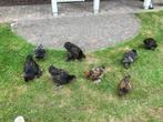 Brahma kuikens, Dieren en Toebehoren, Pluimvee, Geslacht onbekend, Kip