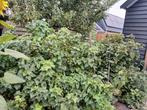 Zwarte  bes, Tuin en Terras, Ophalen, Minder dan 100 cm, Overige soorten, Lente