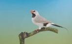 Bronzen spitsstaart amadines, Dieren en Toebehoren, Meerdere dieren, Tropenvogel