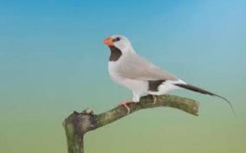Bronzen spitsstaart amadines, Dieren en Toebehoren, Vogels | Overige Vogels, Tropenvogel, Meerdere dieren