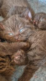 Chocolate britse korthaar poesje, Poes, Gechipt, 0 tot 2 jaar