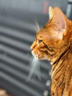 Bengaal 1-10-2023 (1,5 jaar gecastreerd), Dieren en Toebehoren, Kater, Gechipt