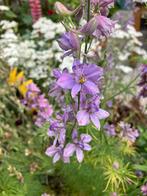Delphinium Misty Lavender (Ridderspoor) zaden, Tuin en Terras, Bloembollen en Zaden, Ophalen of Verzenden, Voorjaar, Volle zon