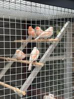 Ruilen rood-mozaiek kanariepop, Dieren en Toebehoren, Vrouwelijk, Kleurkanarie