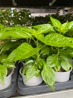 Peperplanten madame jeanette, adjuma rood en geel, Tuin en Terras, Ophalen, Volle zon, Groenteplanten, Eenjarig