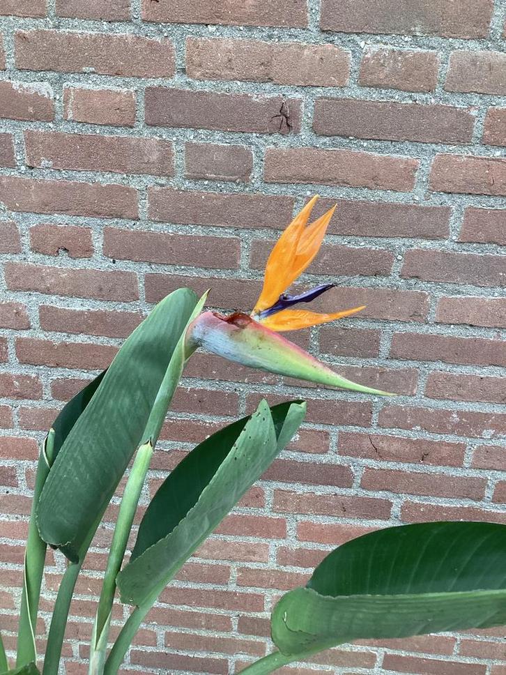 Strelitzia Reginae - Paradijsvogelbloem , mediterrane plant, Tuin en Terras, Planten | Tuinplanten, Vaste plant, Overige soorten